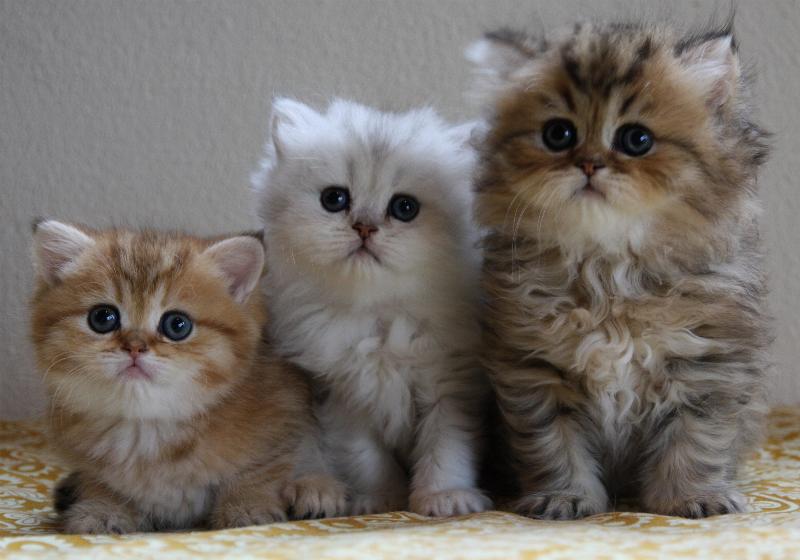Lara, Leonie, Little Smoky