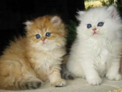 Unabella und Undine