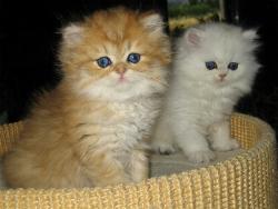 Unabella und Undine