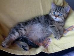 Wickie