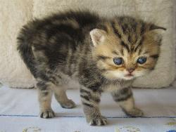 Willow