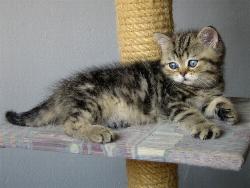 Willow