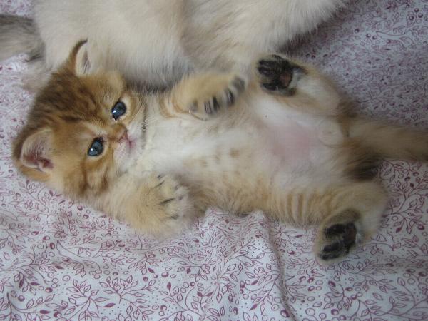 Barney