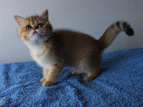 Barney