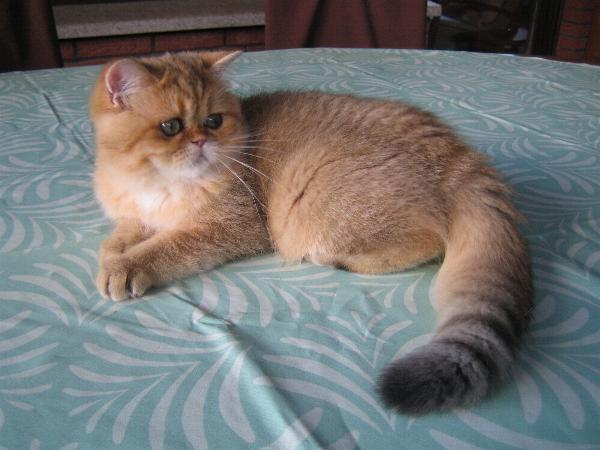 Barney