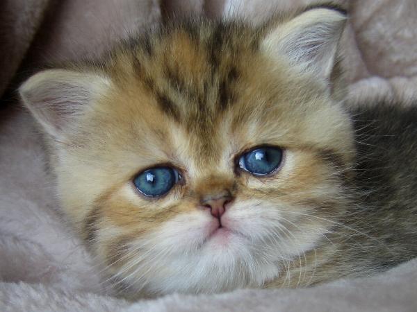 Bascha
