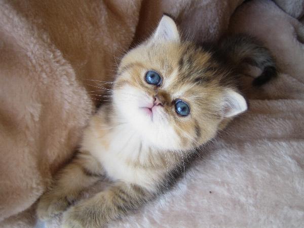 Bascha