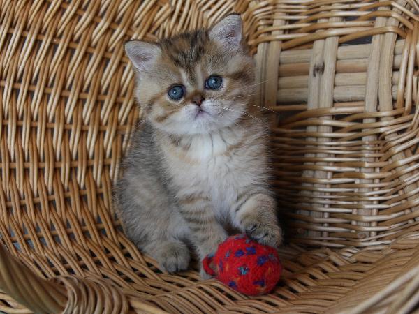 Bascha