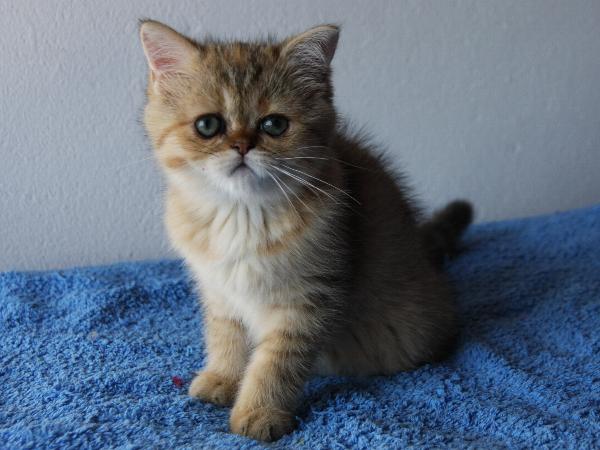 Bascha