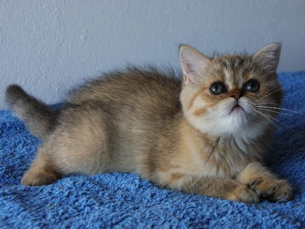 Bascha