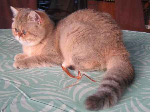 Bascha