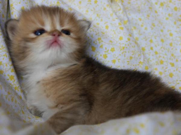 Binah