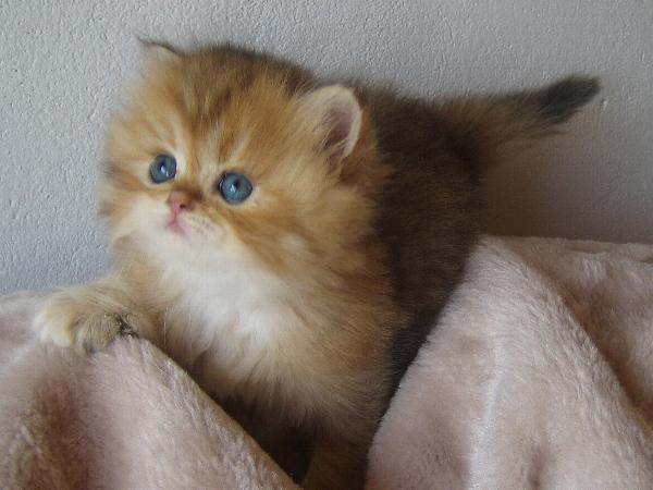 Binah