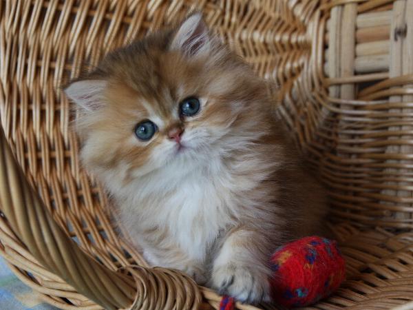 Binah