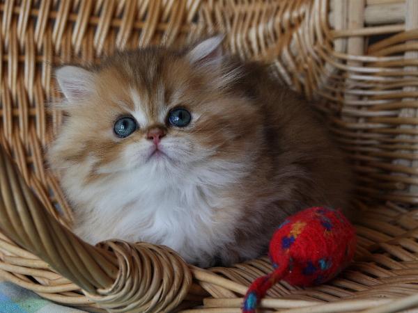 Binah
