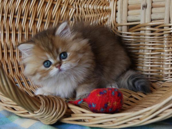 Binah
