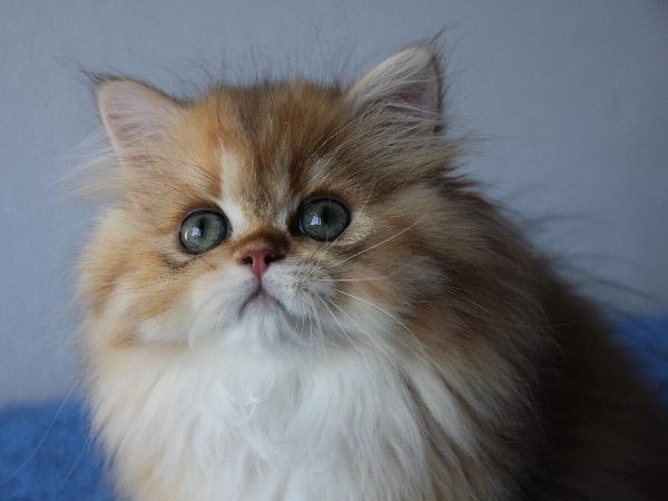Binah