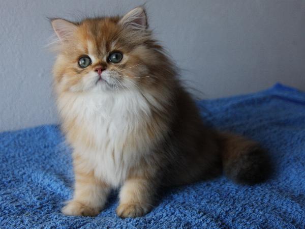 Binah
