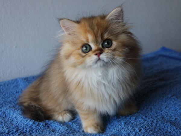 Binah