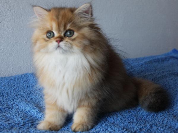 Binah