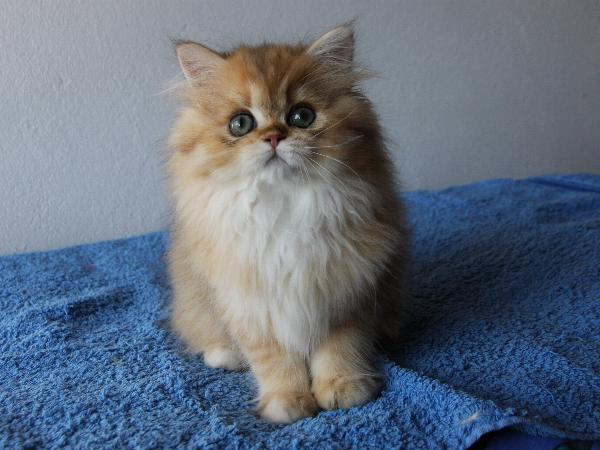Binah