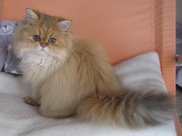 Binah