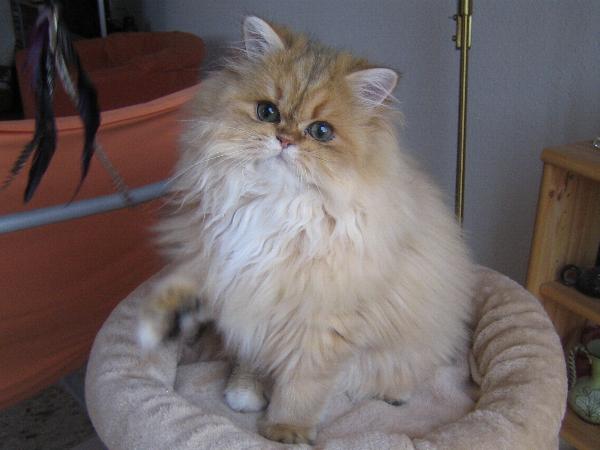 Binah