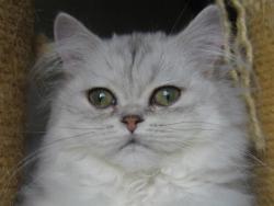 Charline