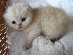 Cookie