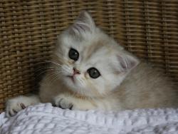 Cookie