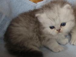 Cooper