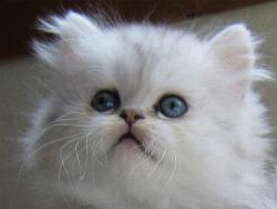 Cooper