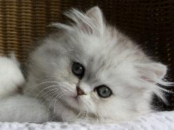 Cooper