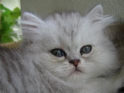 Cooper