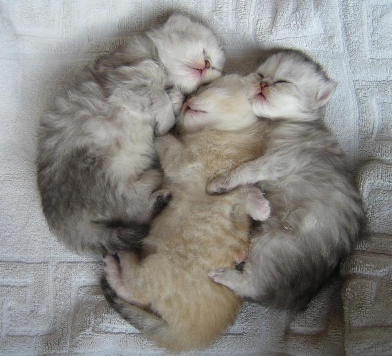 Cooper, Cookie, Charline