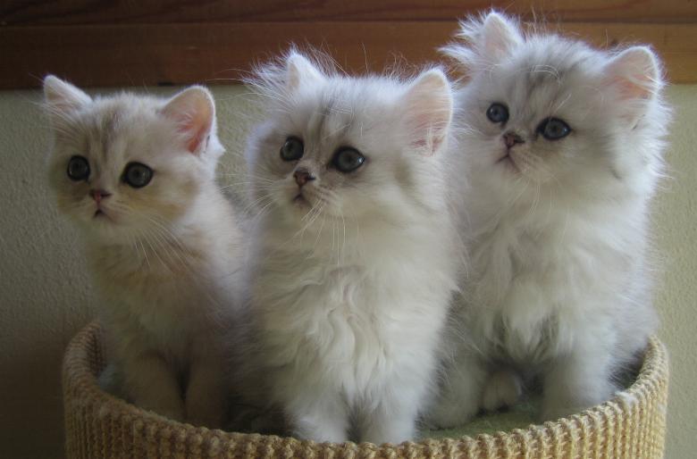 Cookie, Charline, Cooper