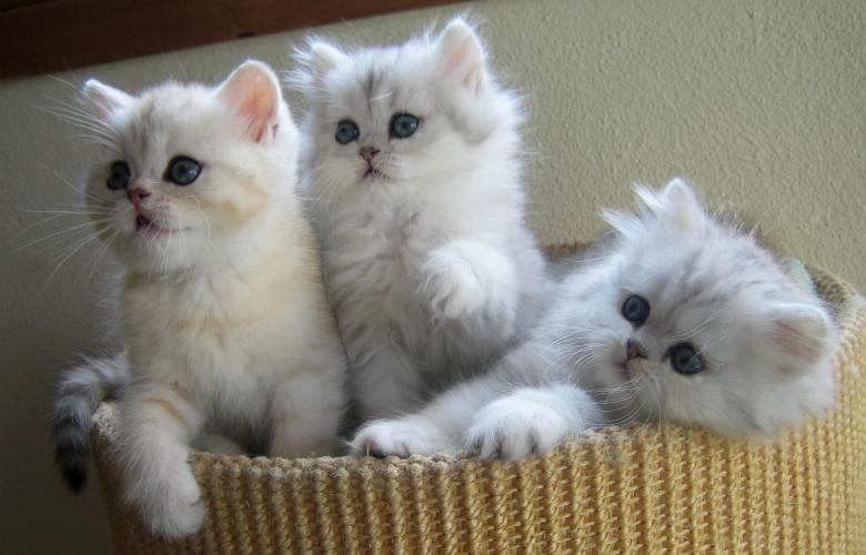 Cookie, Charline, Cooper