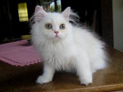 Elvis