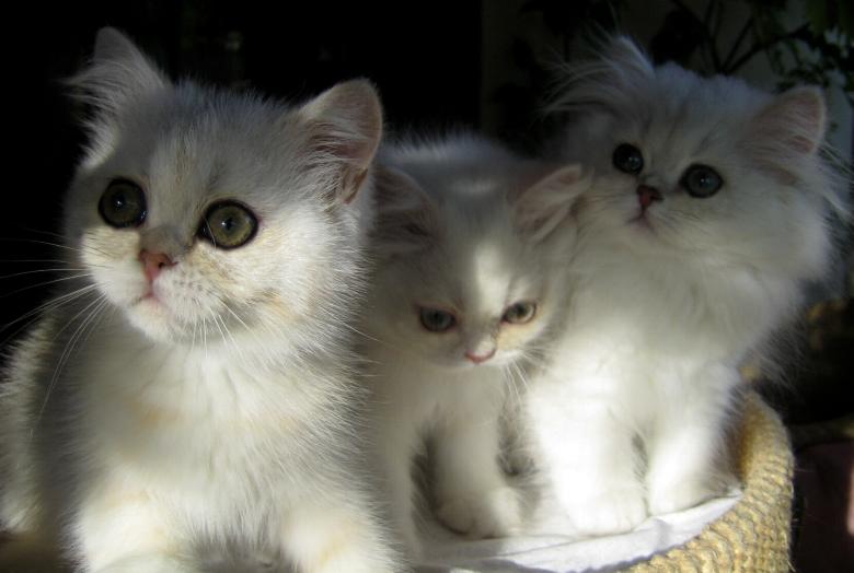 Elise, Elvis, Emily