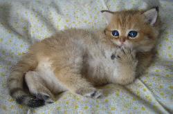 Mogli