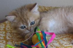 Mogli