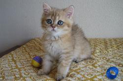 Mogli