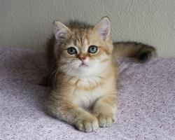 Mogli