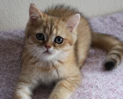 Mogli