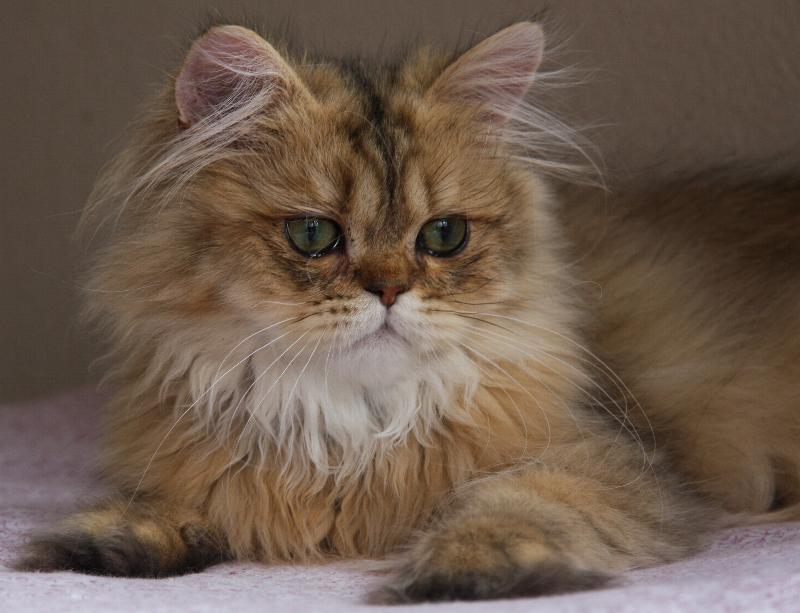 Kimba