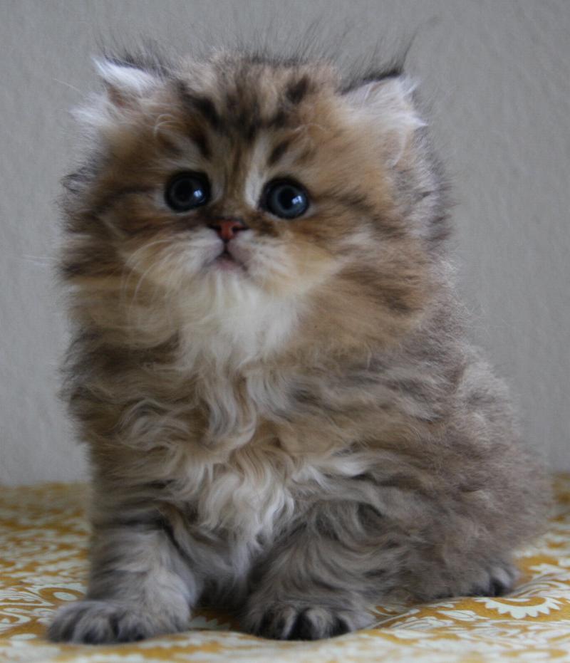 Little Smoky