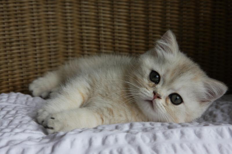 Cookie