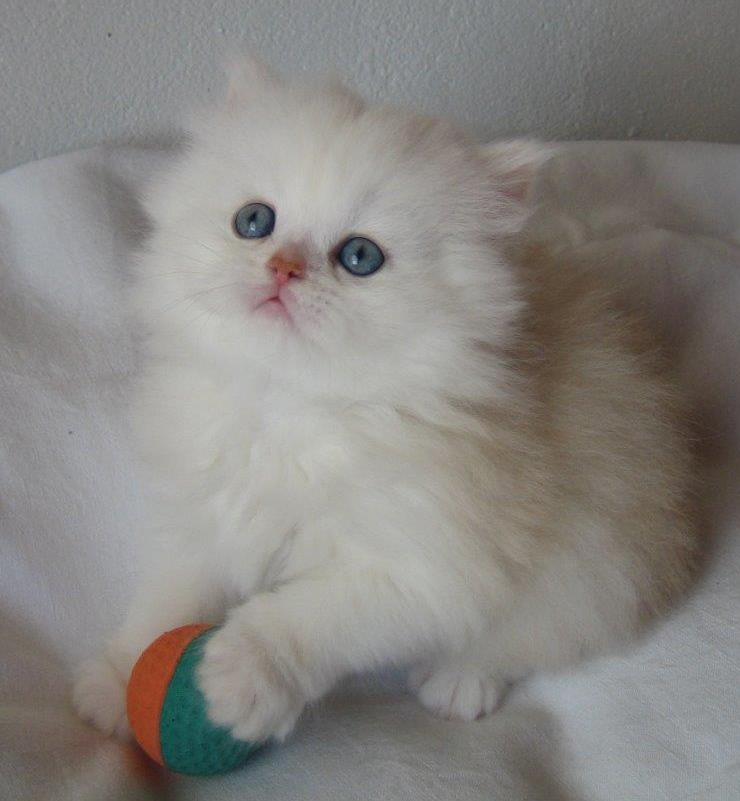 Nemo
